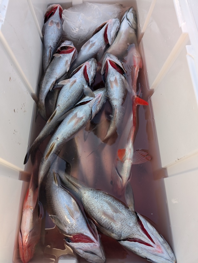 クロムツ・キンメダイ