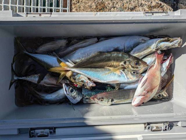 マダイ・アジ(マアジ)・サバ(ゴマサバ)