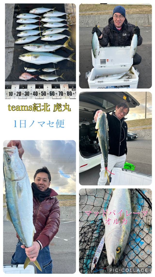 タイ(マダイ)・アジ(マアジ)・ブリ・ハマチ(ブリ)・メジロ(ブリ)