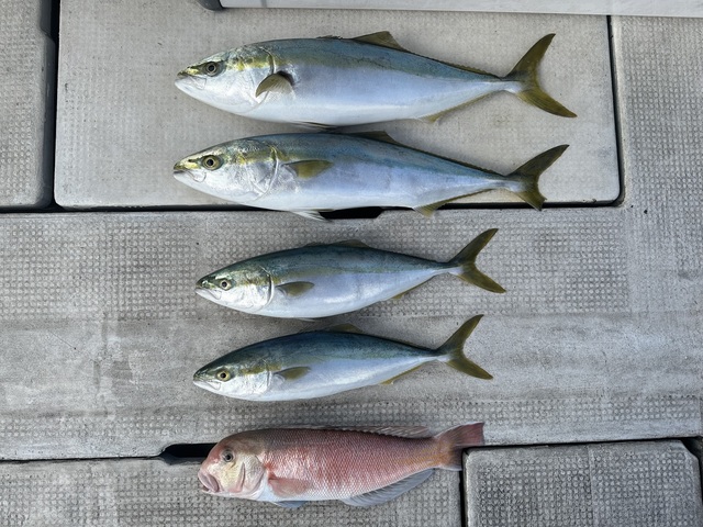 ハマチ(ブリ)・メジロ(ブリ)・シロアマダイ