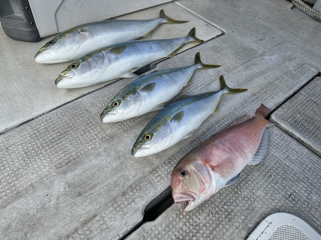 ハマチ(ブリ)・メジロ(ブリ)・シロアマダイ