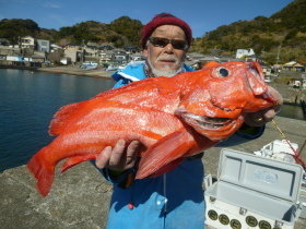 ベニアコウ(オオサガ)