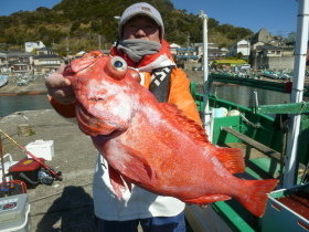 ベニアコウ(オオサガ)