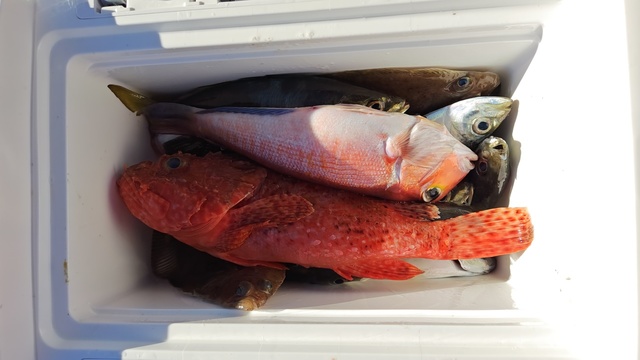 アジ(マアジ)・アマダイ(アカアマダイ)・オニカサゴ・ムシガレイ