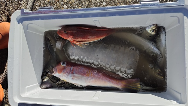 アジ(マアジ)・アマダイ(アカアマダイ)