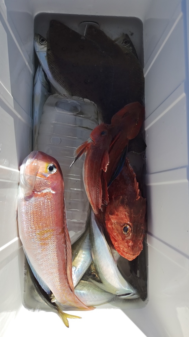 アジ(マアジ)・アマダイ(アカアマダイ)・ムシガレイ