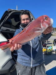 アマダイ(アカアマダイ)