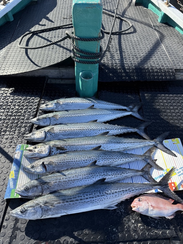 タイ(マダイ)・サワラ