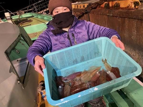 マルイカ(ケンサキイカ)