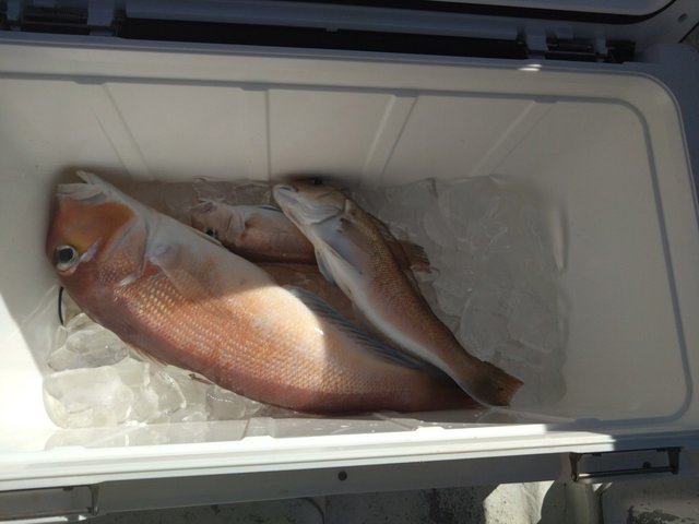 アカアマダイ・シロアマダイ