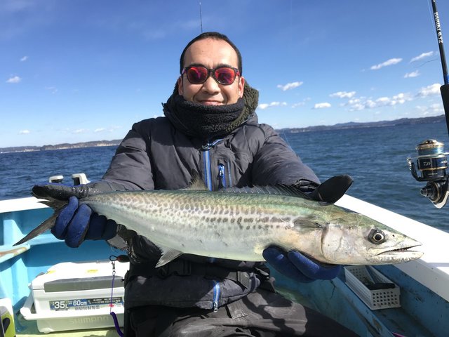 サゴシ(サワラ)