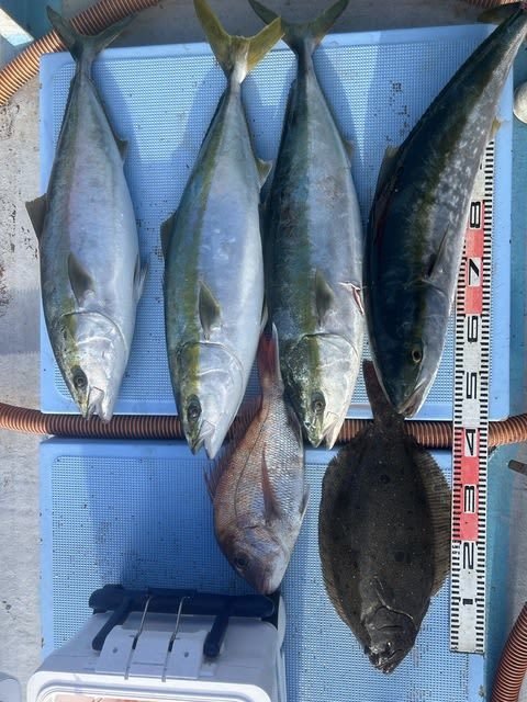 マダイ・ブリ・ヒラメ