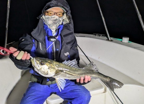 シーバス(スズキ)