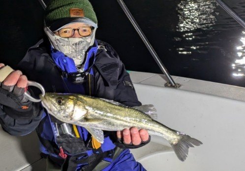 シーバス(スズキ)