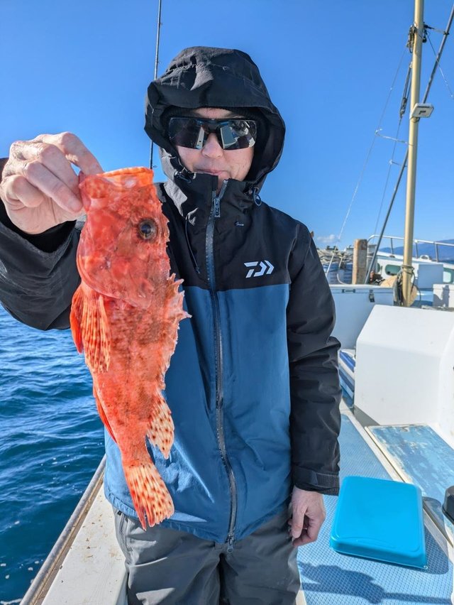 カンコ(ウッカリカサゴ)