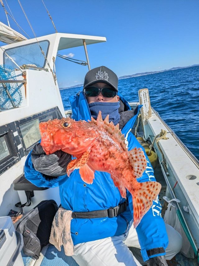 カンコ(ウッカリカサゴ)