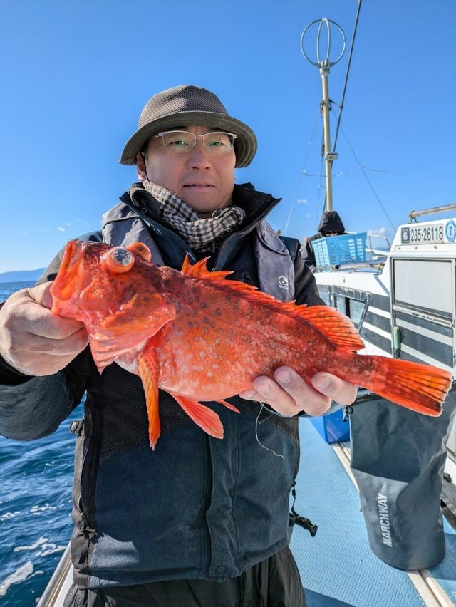 カンコ(ウッカリカサゴ)