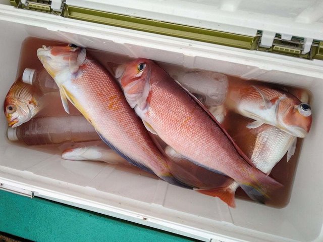 キダイ・アマダイ(アカアマダイ)