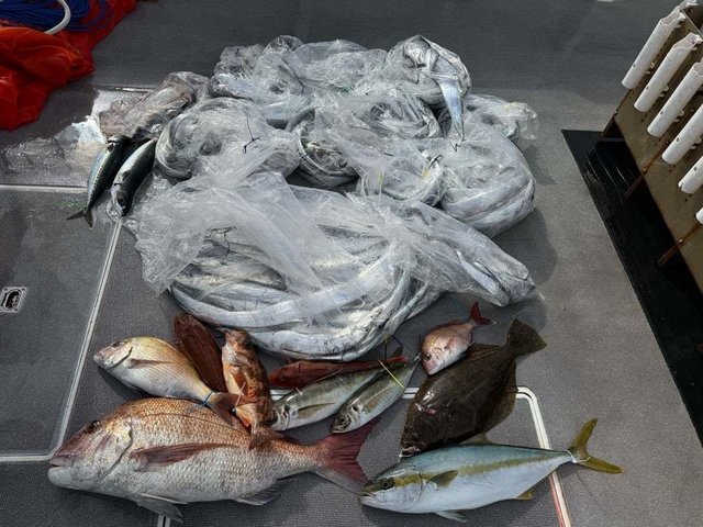 マダイ・アジ(マアジ)・ヒラマサ・タチ(タチウオ)・ヒラメ