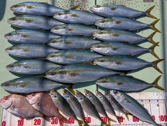 タイ(マダイ)・アジ(マアジ)・ハマチ(ブリ)・マサバ