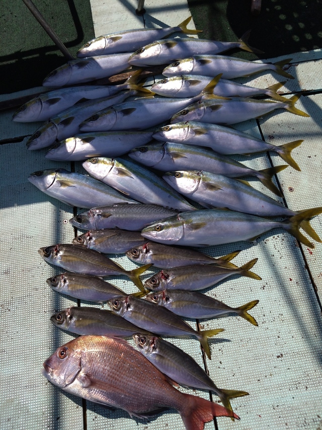 タイ(マダイ)・アジ(マアジ)・ハマチ(ブリ)