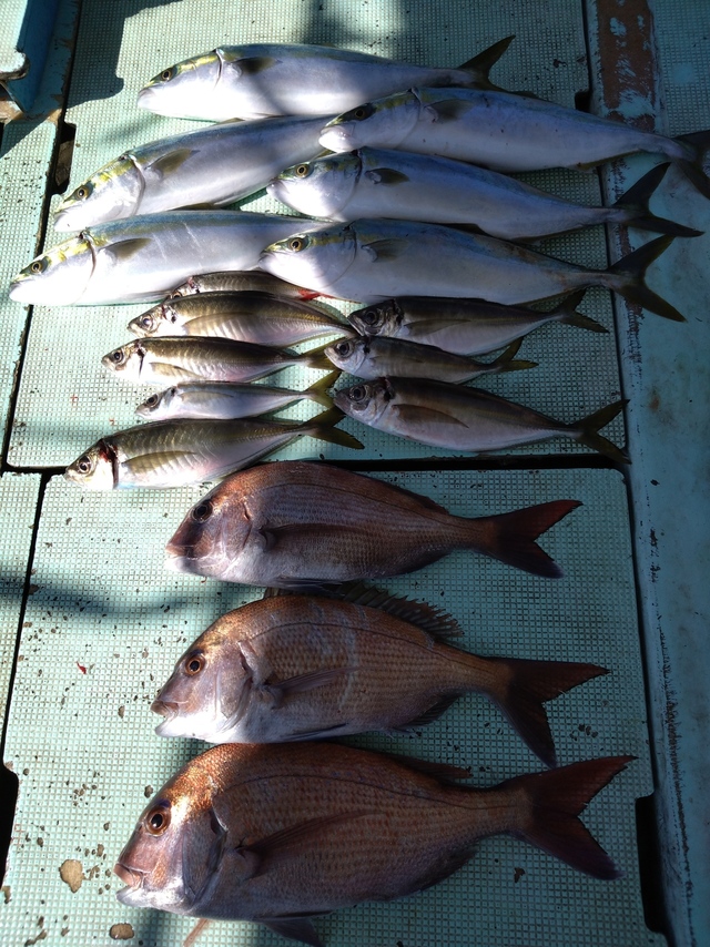 タイ(マダイ)・アジ(マアジ)・ハマチ(ブリ)