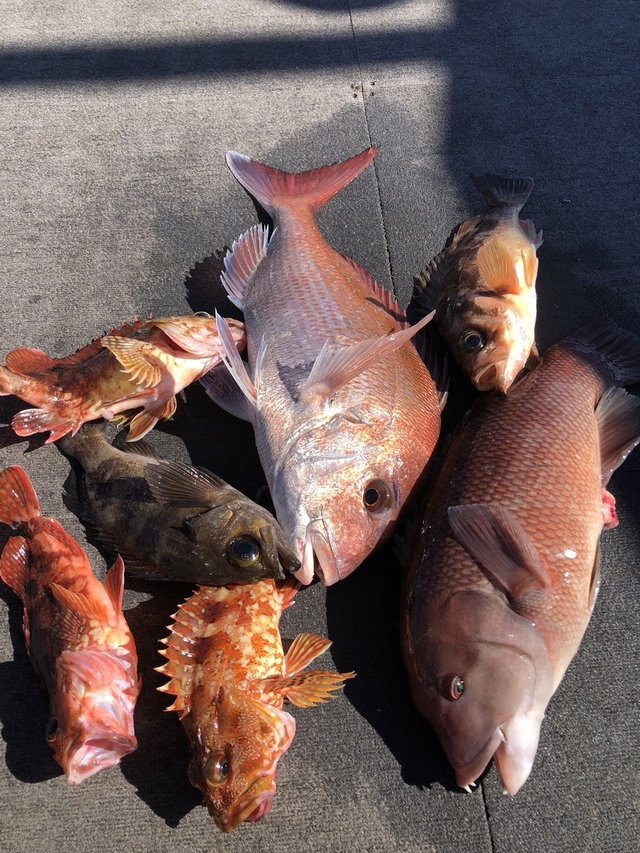 マダイ・カサゴ