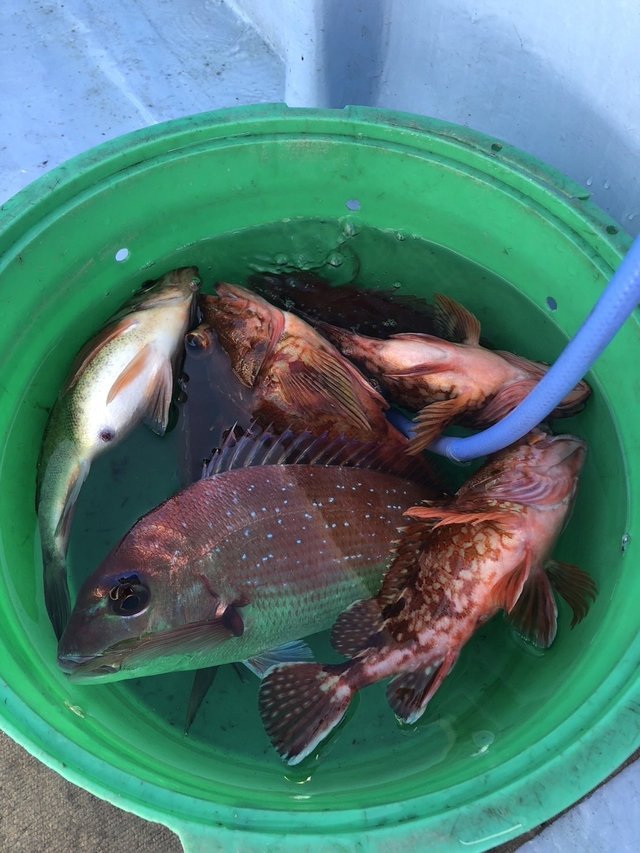 マダイ・カサゴ