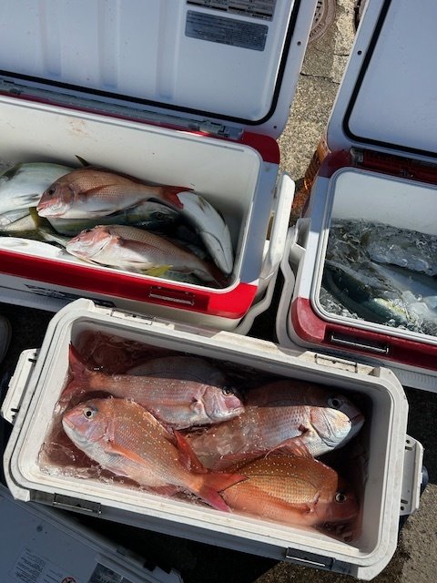 マダイ・イナダ(ブリ)