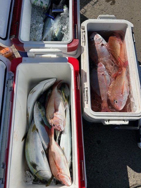 マダイ・イナダ(ブリ)