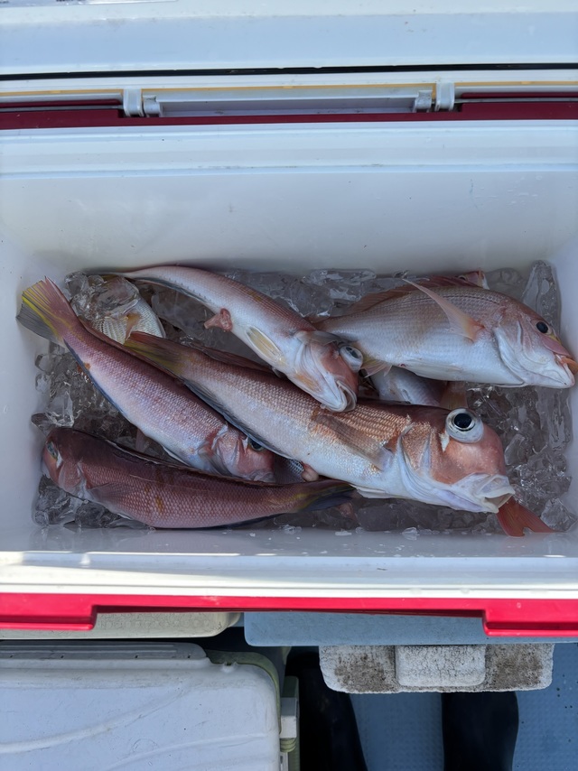 アマダイ(アカアマダイ)