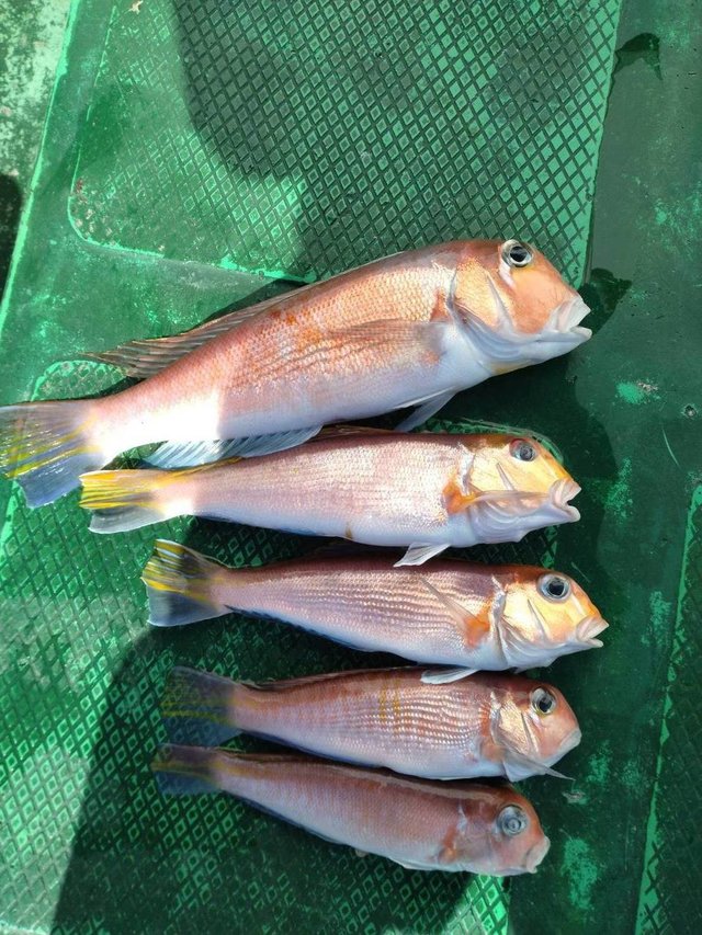 アマダイ(アカアマダイ)