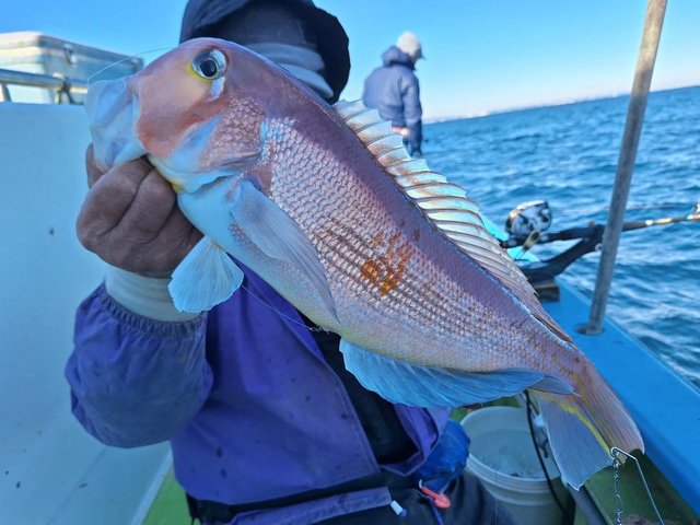 アマダイ(アカアマダイ)