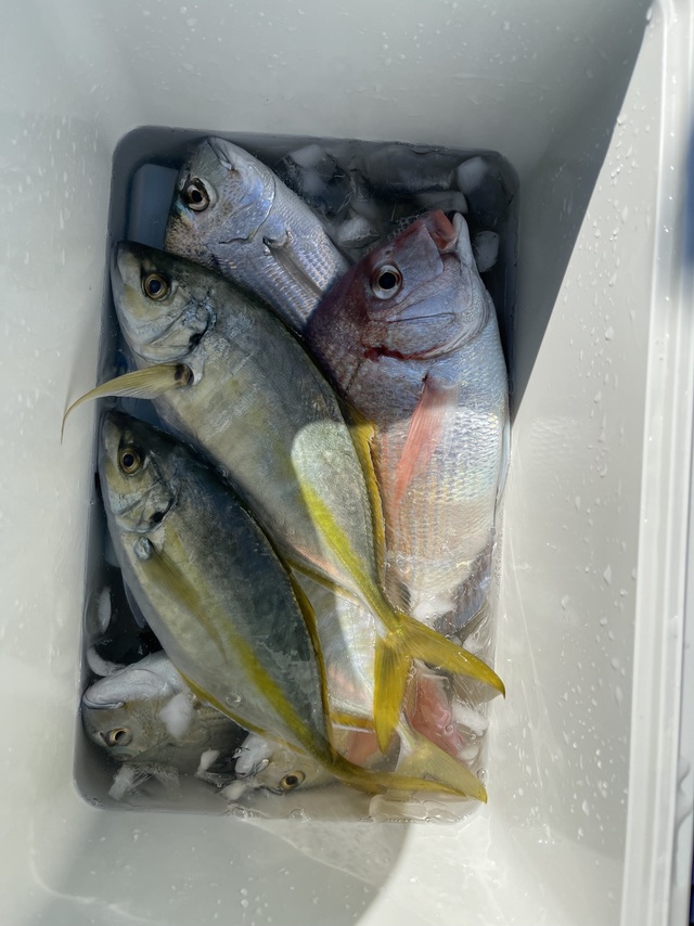 ハナダイ(チダイ)・ヘダイ・シマアジ