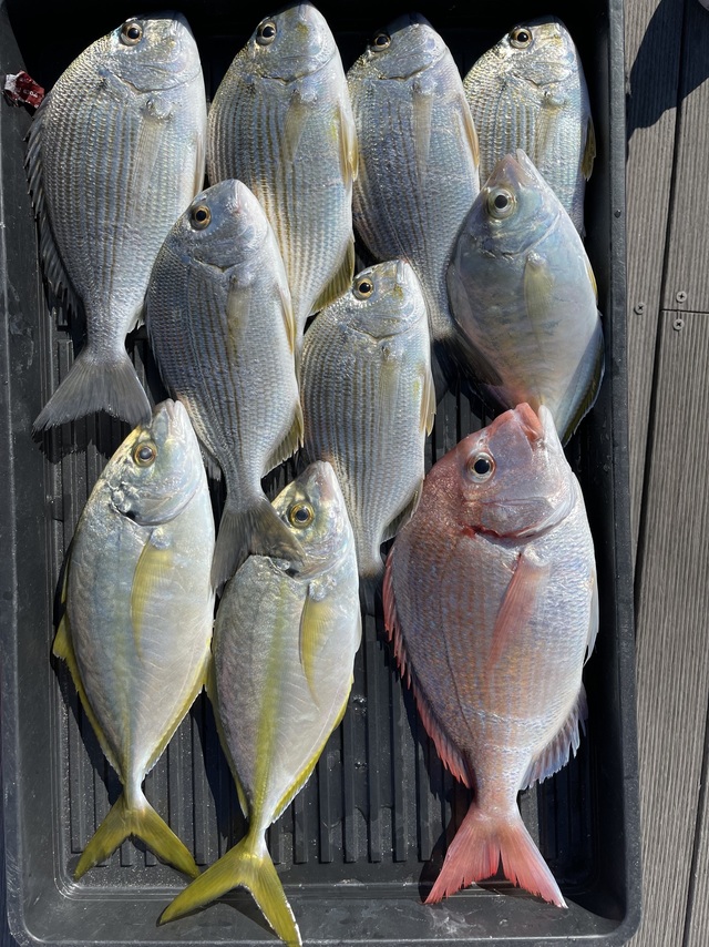 ハナダイ(チダイ)・ヘダイ