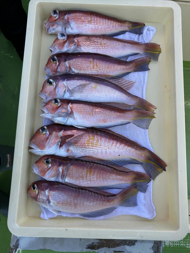 アマダイ(アカアマダイ)