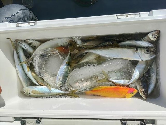 シキシマハナダイ・アジ(マアジ)