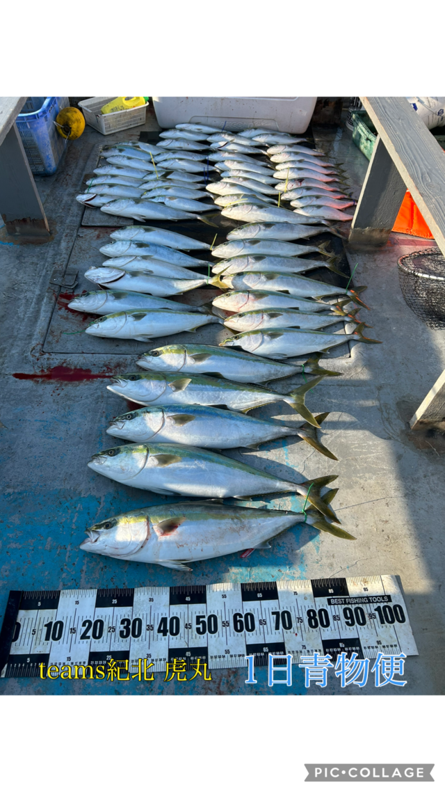 ブリ・ハマチ(ブリ)・メジロ(ブリ)