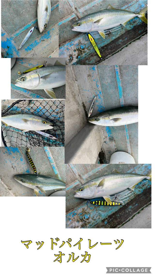 ブリ・ハマチ(ブリ)・メジロ(ブリ)