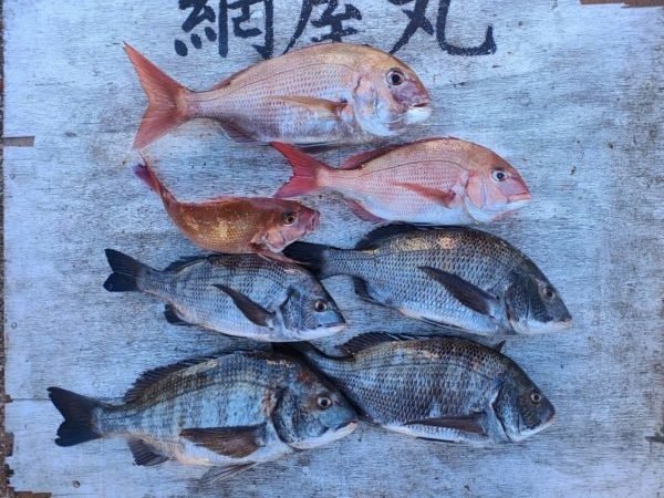 マダイ・クロダイ