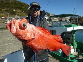 ベニアコウ(オオサガ)