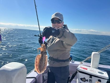 スミイカ(コウイカ)