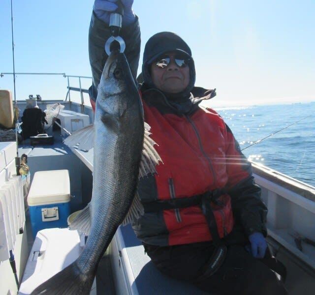 シーバス(スズキ)