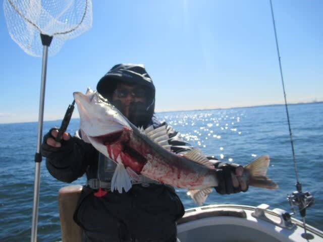 シーバス(スズキ)