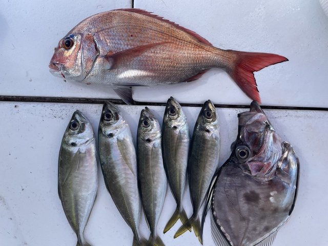 マダイ・アジ(マアジ)・マトウダイ