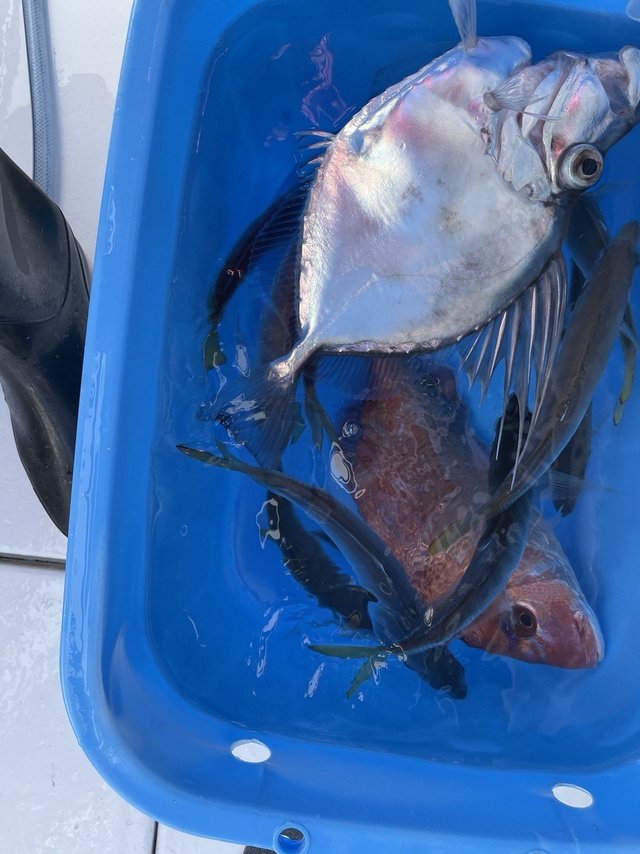 マダイ・マトウダイ