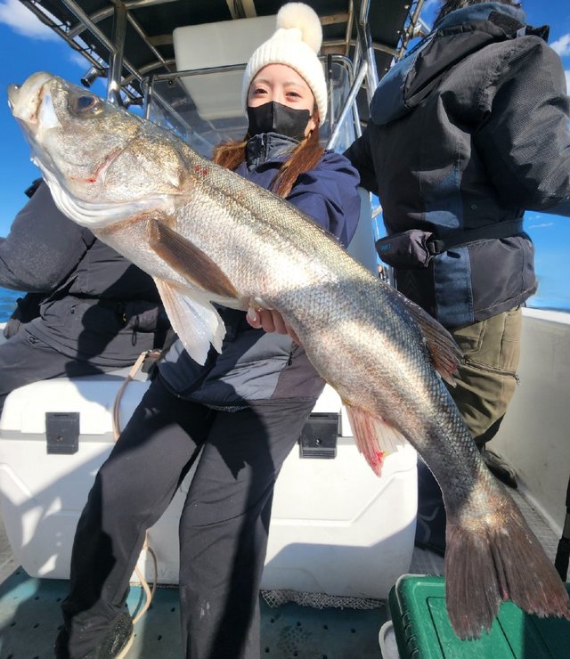 シーバス(スズキ)