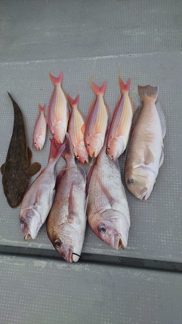 マダイ・シロアマダイ