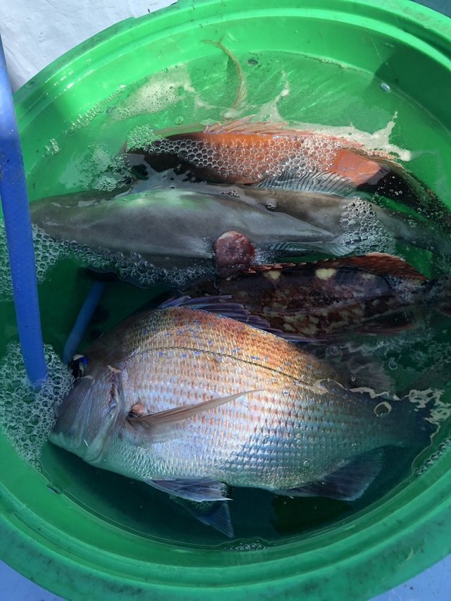 マダイ・カサゴ