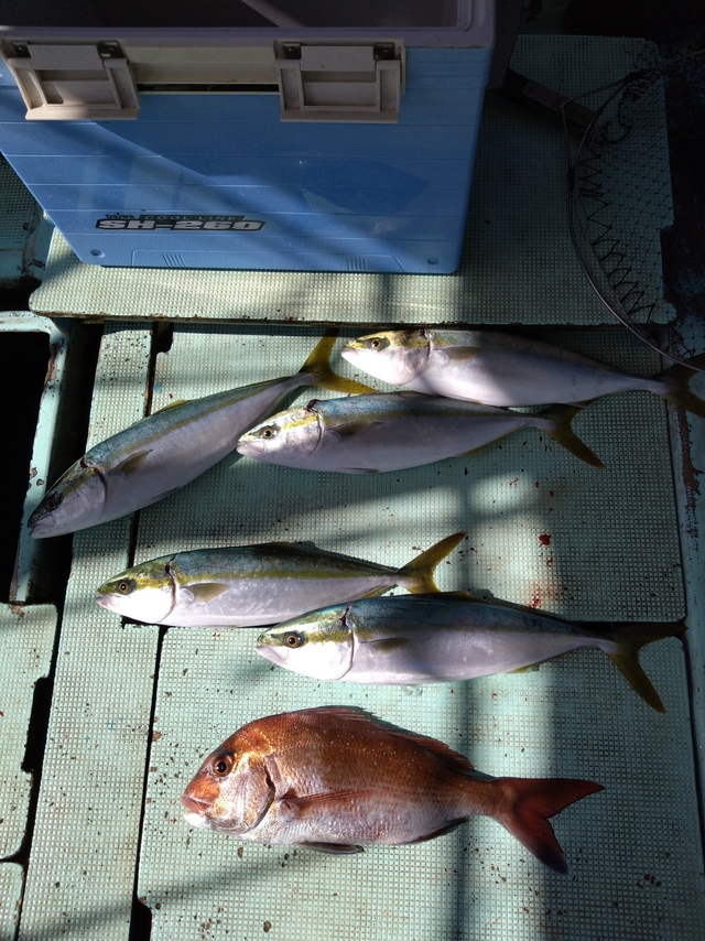 タイ(マダイ)・ハマチ(ブリ)